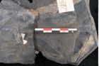 Foto (Detailansicht) von Ficus praelanceolata Ettingshausen (NHMW-GEO-2024-0188-10259c)